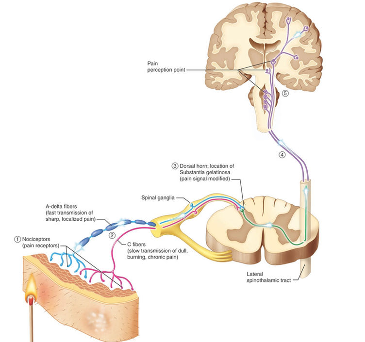 The Strain in Pain Lies Mainly in the Brain