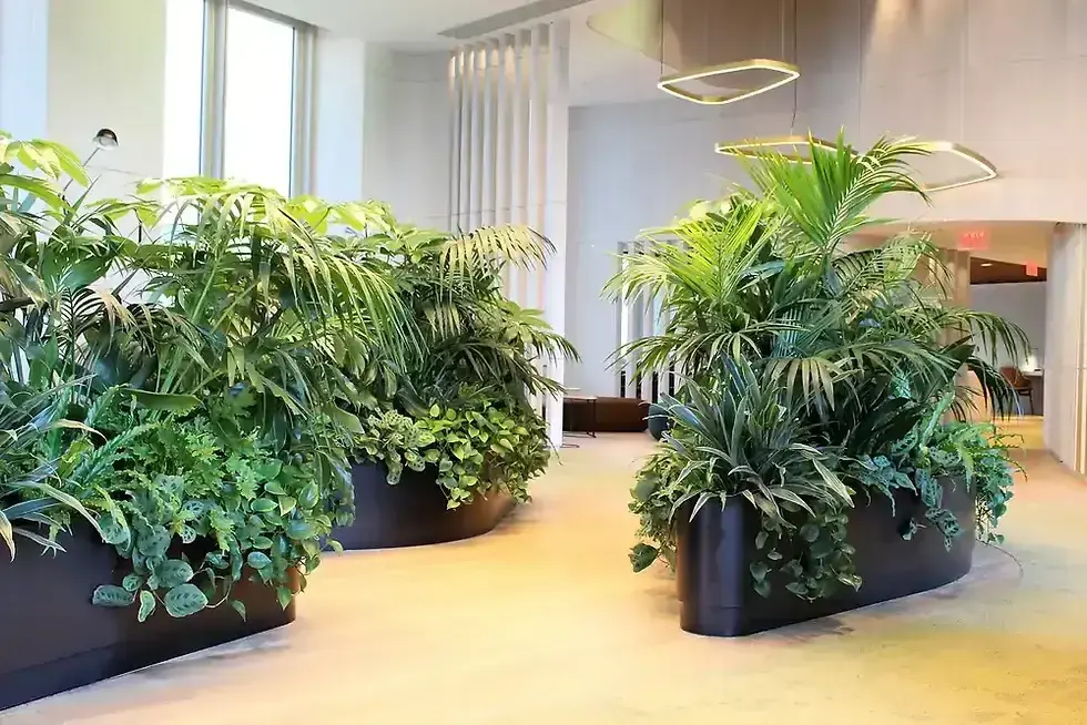 Office Lobby with Pendant Lights and Large Planters by Grundys Plantscaping in Philadelphia, PA