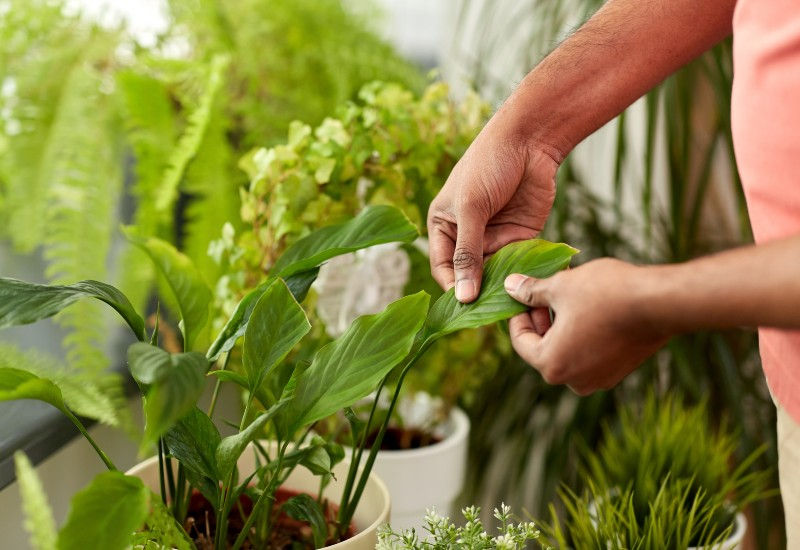 Close-up of indoor plant care promoting eco-friendly plantscaping in Philadelphia, PA