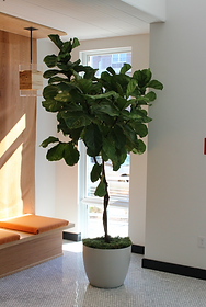 Modern Space with Central Plant and Wooden Bench in an Office in Philadelphia, PA