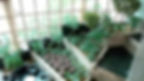 Indoor Garden with Tiered Planters and Seating by Grundys Plantscaping in Philadelphia, PA