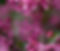 flores-rosadas-brillantes-rama_edited.jpg