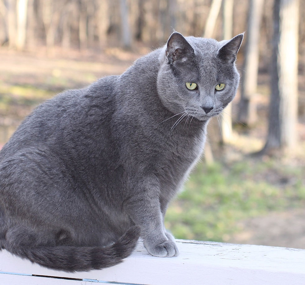 a silver cat sitting