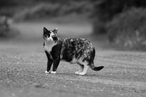 chubby cats can have a large primordial pouch 