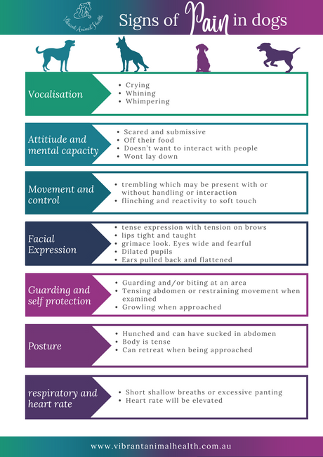 Signs of pain in a dog infographic