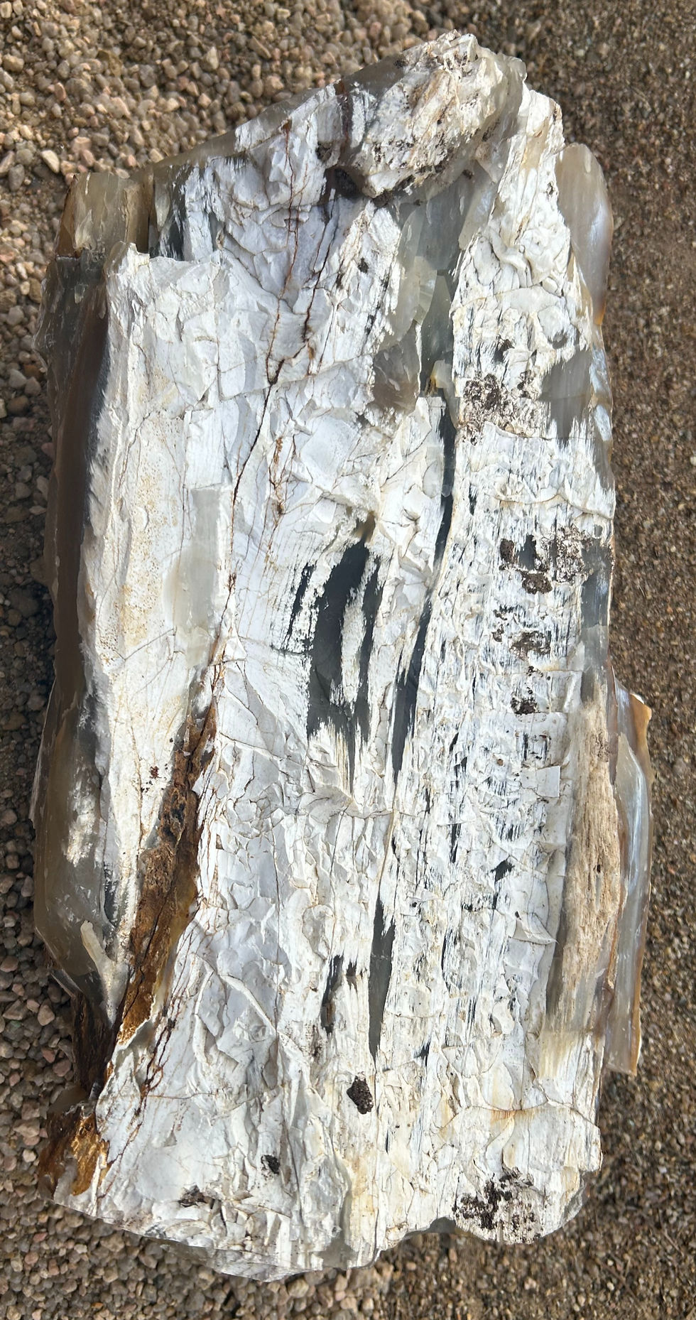 Thumbnail: Petrified Wood from Colorado
