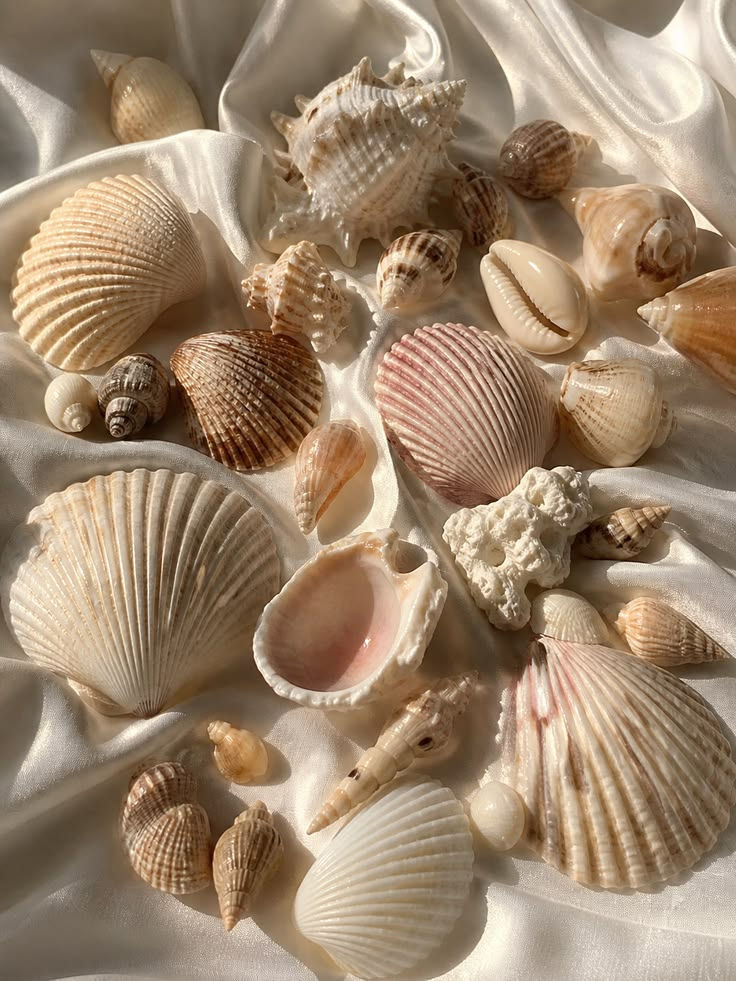 Pinterest: sea shells