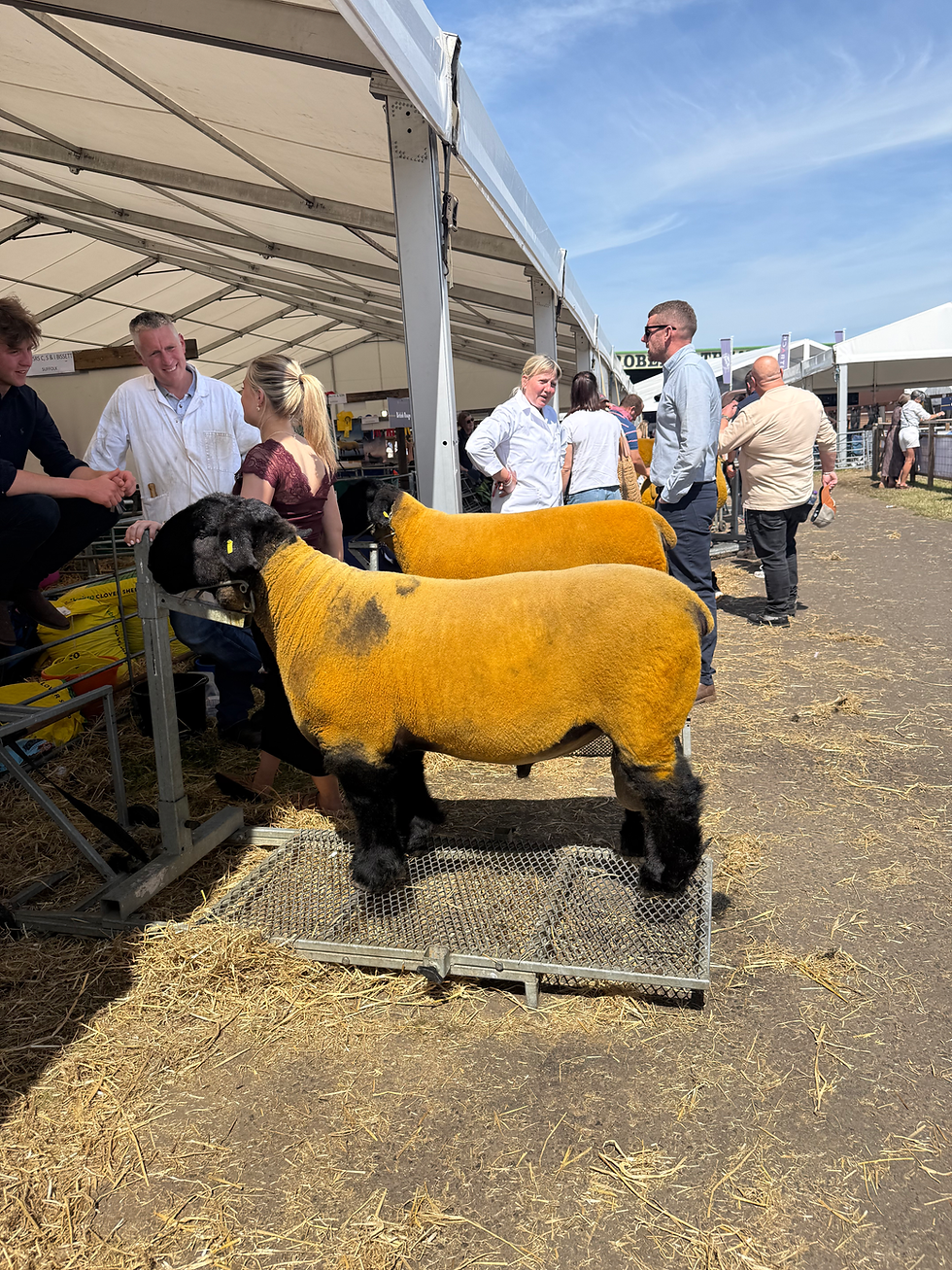 Interesting sheep at the fair.