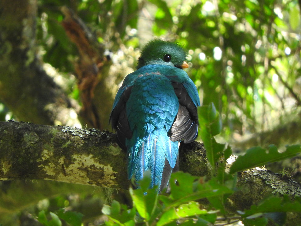 El Quetzal y la primera expedición científica en El Salvador