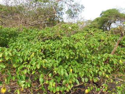 La manzanilla de la muerte