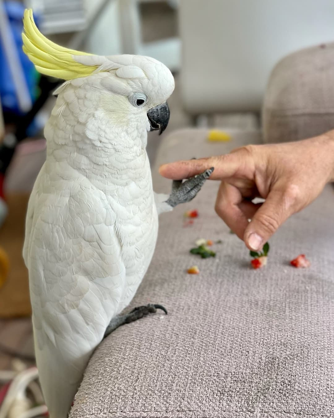 Sulphur-Crested Cockatoo
