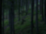 Forest_edited.jpg