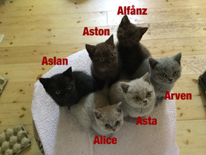 Kattungar till salu hos...