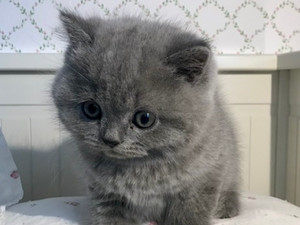 Kattungar