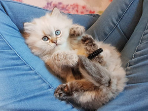 Kattunge, Brittiskt långhår