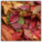 Leaves IV