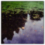 Botany Pond II