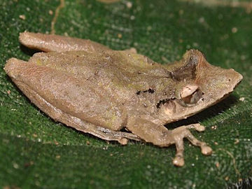 Descubren tres posibles nuevas especies en Venezuela que ya están en peligro