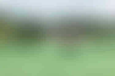 St. Petersinsel Klosterhotel - Rinder - Wiese - Hochzeitsfest