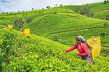 nuwara-eliya-sri-lanka-tour-package-magicbox-holiday