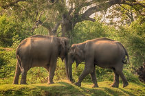 yala-national-park-safari-magicbox-holiday