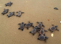 kalipur-beach-ross-smith-island-trip-package-by-magicbox-holiday