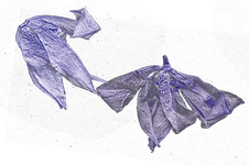 Balaviris2024_fleurs5.png