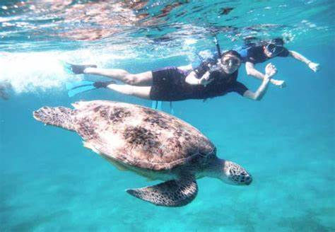 snorkeling red sea