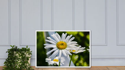 Marguerite