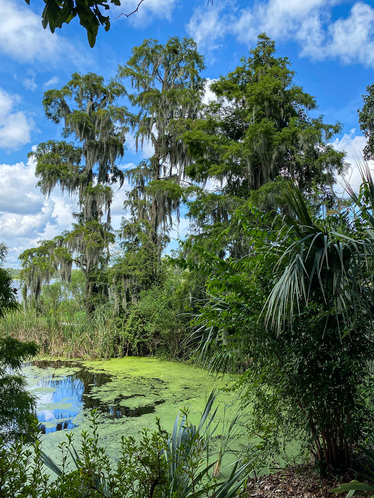 explore charleston SC