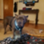Miniatura: LED Dog vest, pet vest, cat vest, dog harness, cat harness