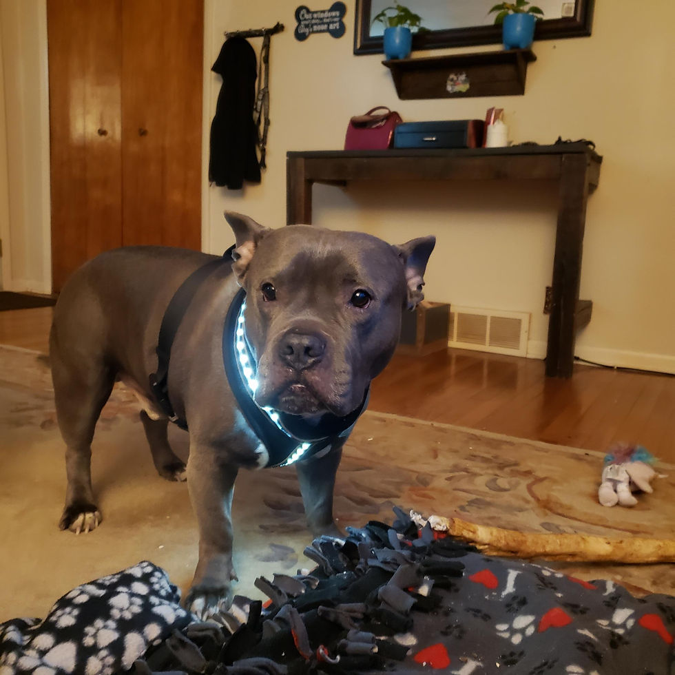 Thumbnail: Pet Flashlight Sm - X Large