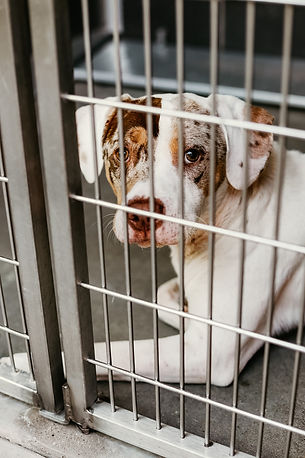 Waco Animal Shelter
