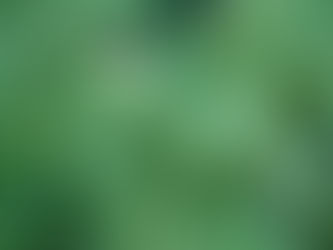 DFS411 : 鱼腥草抗病毒的故事 (DFS411 : Houttuynia cordata anti-virus story)