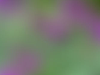 Discover the Beauty! Native Plant Spotlight: Ironweed (Vernonia Fasciculata) in Full Bloom! 🌸