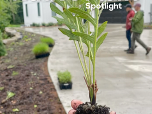 A Must Have Plant in Your Garden: Spotted Bee Balm