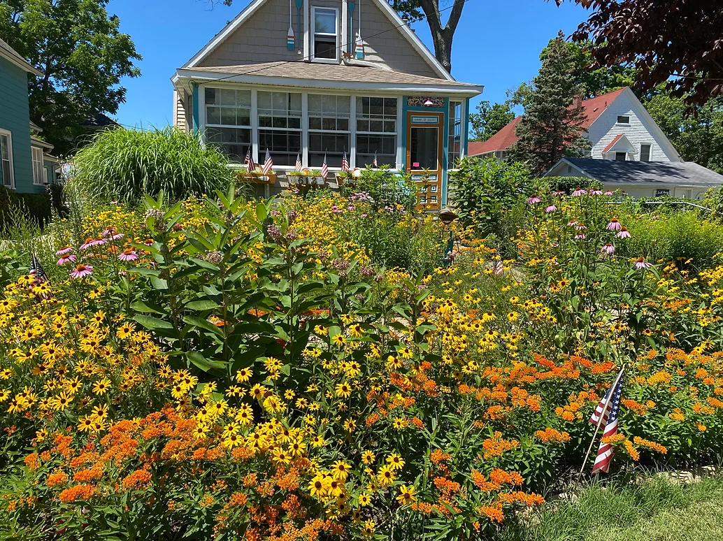 Orange Coneflower | Lake Effect Garden & Design