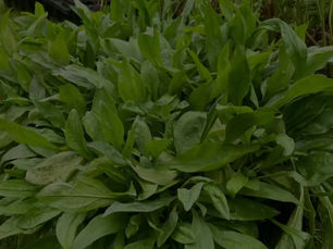 Plant Foxglove Beardtongue for Pollinators, Easy Care & Deer Resistance