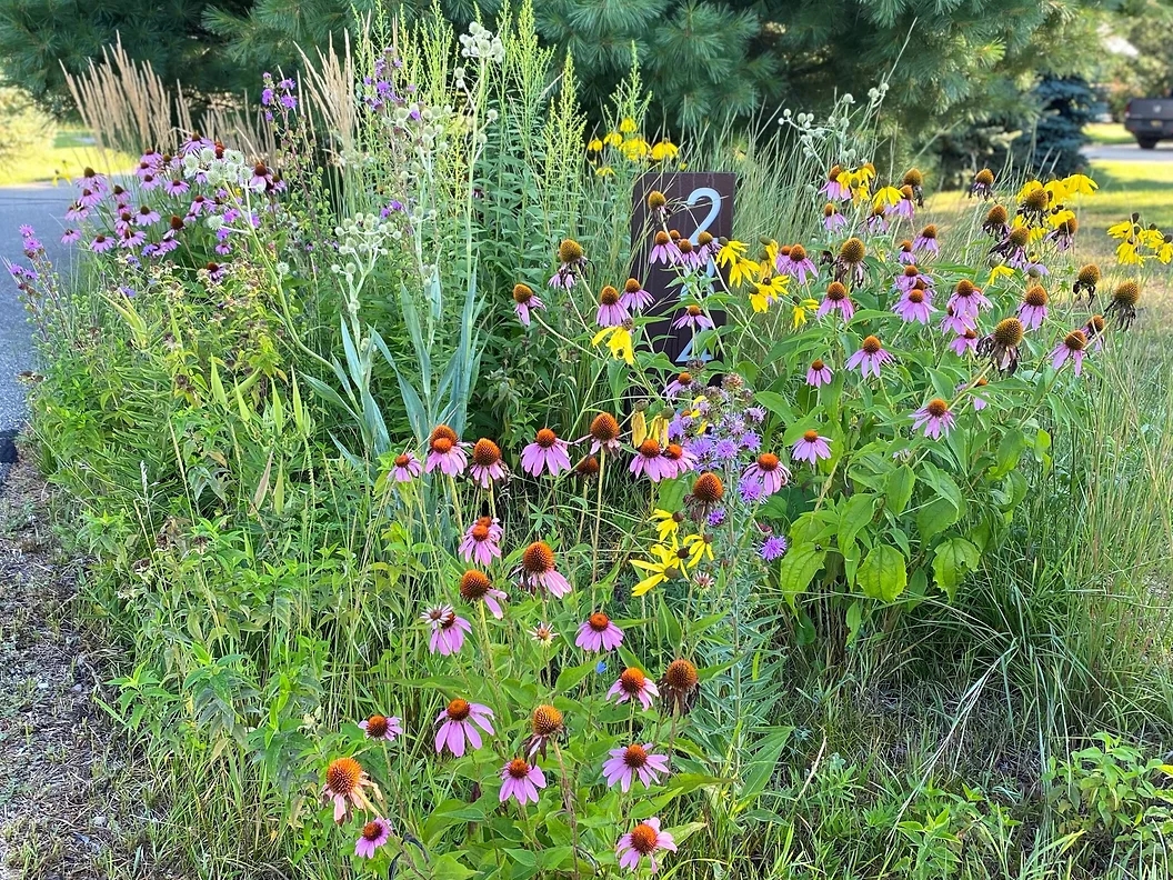 Native Plants | Lake Effect Garden & Design