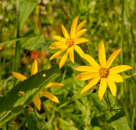What Plants to Grow In Your Garden | Woodland Sunflower | Native Plant Spotlight 🌻