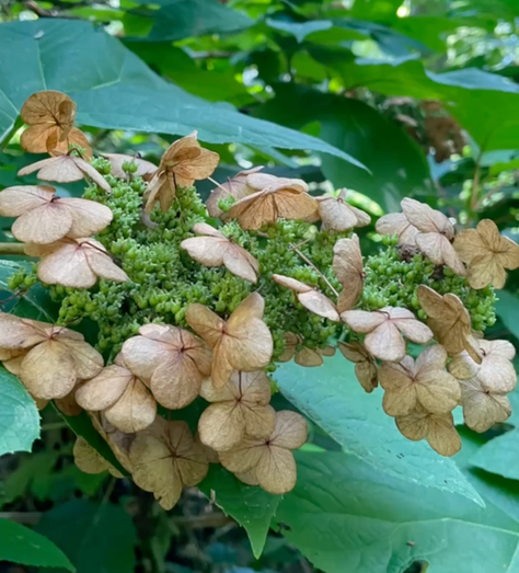 🍂 Munchkin Oakleaf Hydrangea: All Seasons Beauty (Not Your Average Hydrangea!)