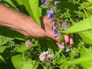 Blue Lobelia: The Stunning Wildflower for Wet & Shady Gardens