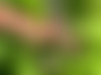 Blue Lobelia: The Stunning Wildflower for Wet & Shady Gardens