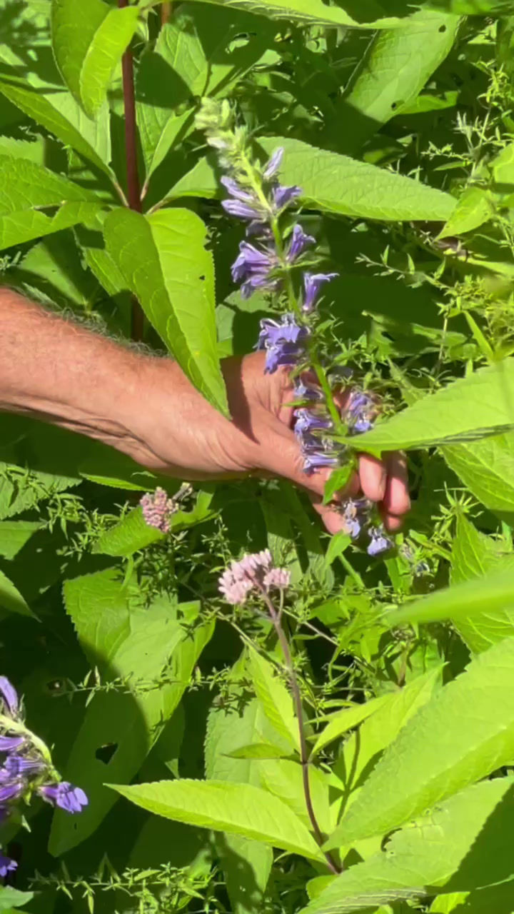 Blue Lobelia: The Stunning Wildflower for Wet & Shady Gardens