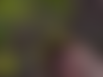 This Native Plant Will Transform Your Garden! Common Cinquefoil – The Perfect Ground Cover Plant