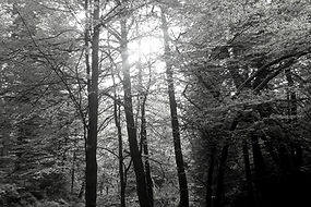 wald 2_edited_edited.jpg