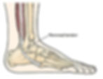 Another cause of lateral foot pain involves inflammation and repetitive tension on the peroneal tendon from overuse, overloading, abnormal positioning or injuries to the foot and ankle.