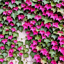 ivy vine background with green and pink.jpg