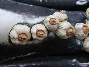 The Barnacles of Guilt: Letting God Scrape Our Souls Clean
