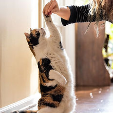 Animal Communication to understand your animals